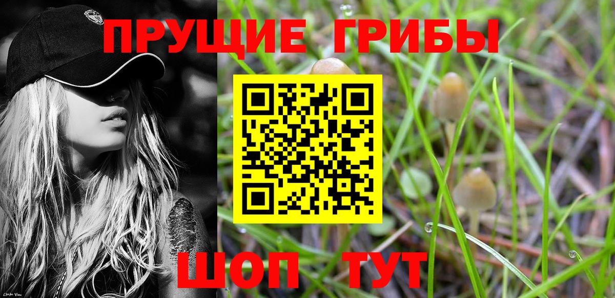 Галлюциногенные грибы Cubensis Шахты